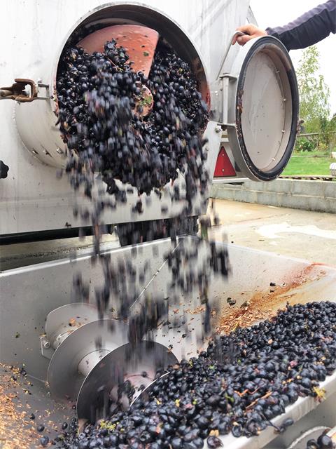 Unloading the grape trailer